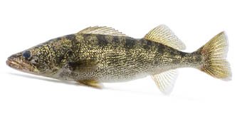 walleye