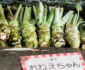 wasabia japonica