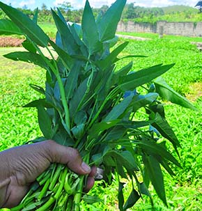 water spinach