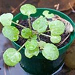 watercress plant