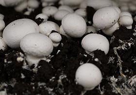 White button mushrooms