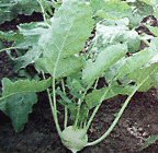 Kohlrabi