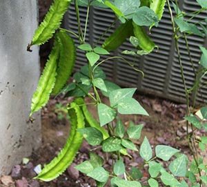 winged beans