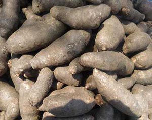 Yam tubers