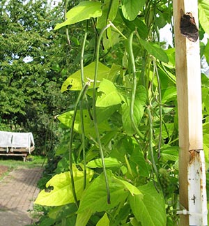 yardlong beans