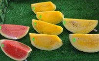 yellow watermelons