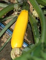 golden-yellow-zucchini